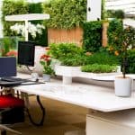 Plantas no escritório e para a casa: benefícios 1